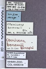 Etiketten zu Ctenicera bonomii (Binaghi, 1940) (NHMW-ZOO-COL-0008318)